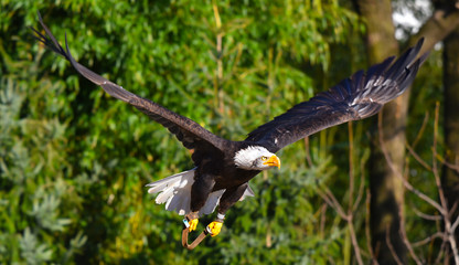 Aquila in volo