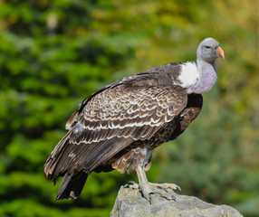 Condor sul sasso che osserva