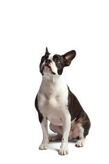 boston terrier looking up