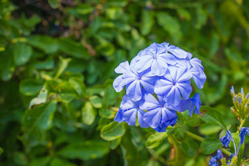 plumbago flower (leadworth flower)