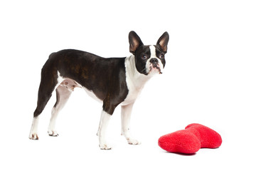 boston terrier with pillow