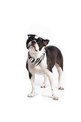 boston terrier with glasses