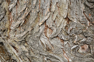 Tree bark texture, white willow (Salix alba) bark texture