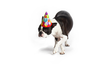 birthday boston terrier