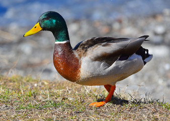 Germano reale maschio in cerca di cibo sull'erba