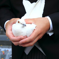 dove/ man holding a dove right before he releases it