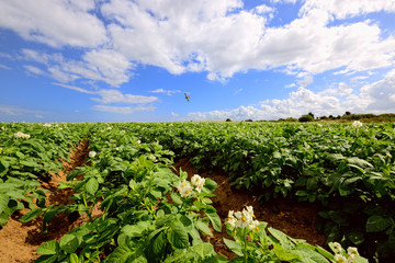 Fototapeta na wymiar Potato field under blue sky