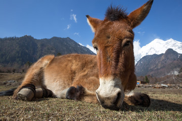Donkey is resting on the grass in yunnan china