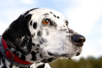 Portrait of a Dalmatian dog
