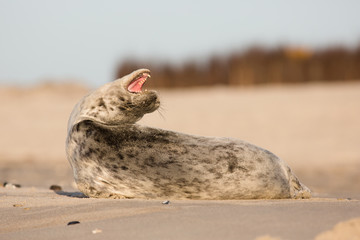 Screaming seal, Helgoland