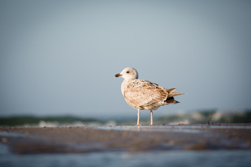 Seagull in sunset