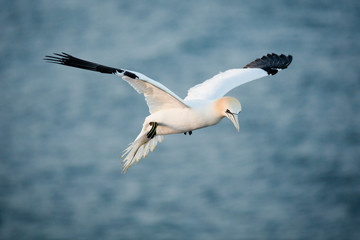 Flying gannet