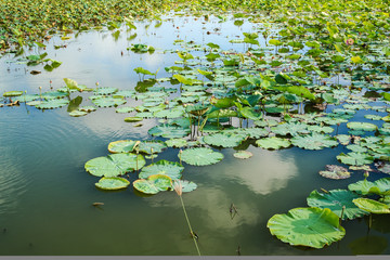 Lotus in the pond.