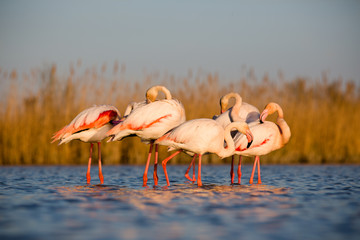 Fototapeta premium Flamengos in sunset