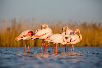 Flamengos in sunset © martinchrt