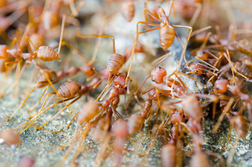Group of red ants