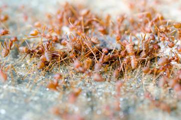 Group of red ants