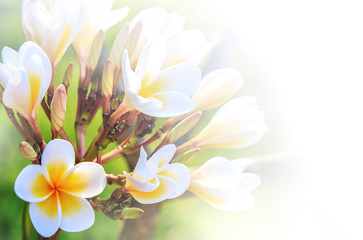Beautiful plumeria flower  as soft background