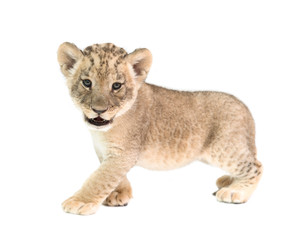 Plakat baby lion isolated on white background