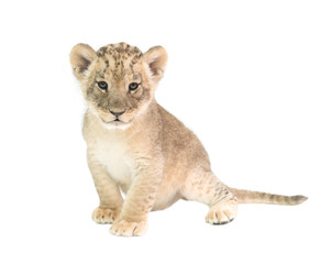 Fototapeta na wymiar baby lion isolated on white background