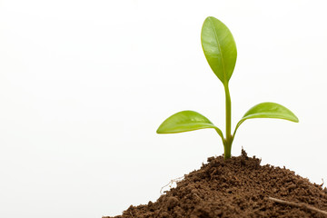 little plant growth on ground isolated on white