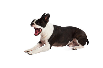 yawning boston terrier