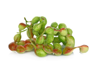 Manila tamarind (Pithecellobium Dulce) fruit isolated on white b