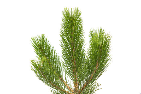 pine twig isolated