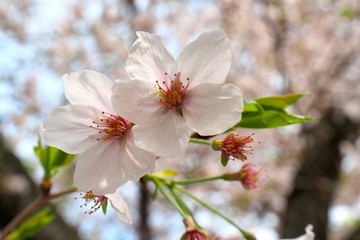 Obraz premium 葉桜