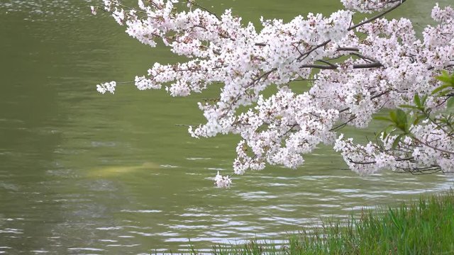 4K・桜の花と泳ぐ鯉_4-154