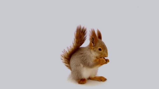 Squirrel eating a nut on a white background