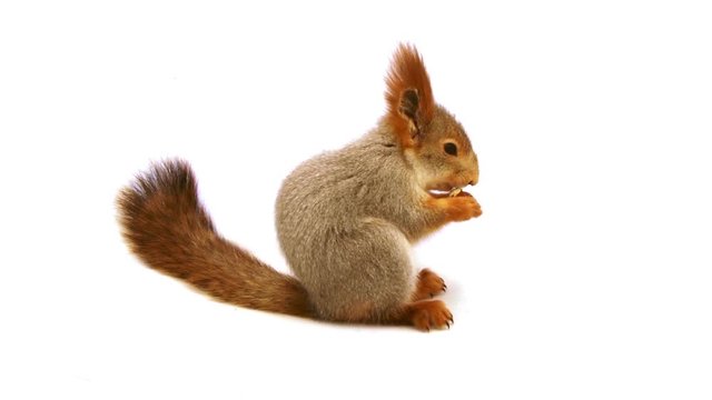 Squirrel eating a nut on a white background