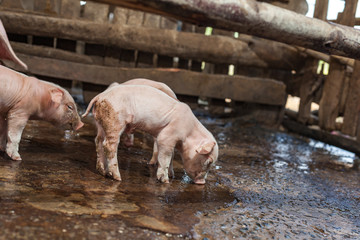 Newborn pigs are playing with the right to water.