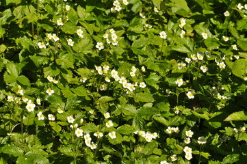 Field of flowering wild strawberry plants