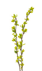 Spring green twig isolated
