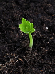 Plant sprouting in brown soil