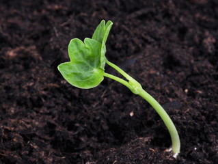 Plant sprouting in brown soil