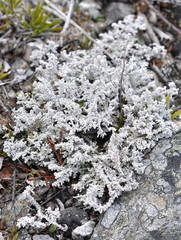 Snow lichen