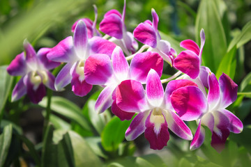 Beautiful blooming purple orchid.