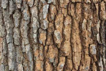 Close up of tree bark texture and grooves in summer