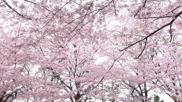 4K・大きく揺れる桜の木々_4-147