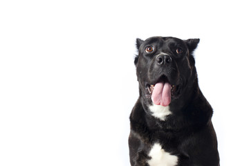 cane corso with copyspace