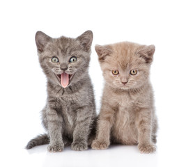 Portrait two funny kittens. isolated on white background