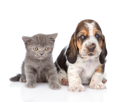 Basset hound puppy with kitten sitting together. isolated on whi