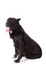 cane corso sitting down