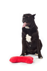 cane corso sitting with pillow