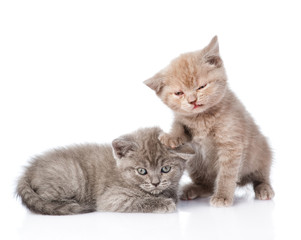 two small funny kittens. isolated on white background
