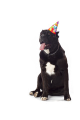 dog wearing birthday hat course