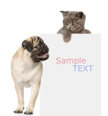 Pug puppy and small kitten above white banner. looking down. iso
