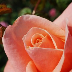 Single bud of an apricot orange rose flower